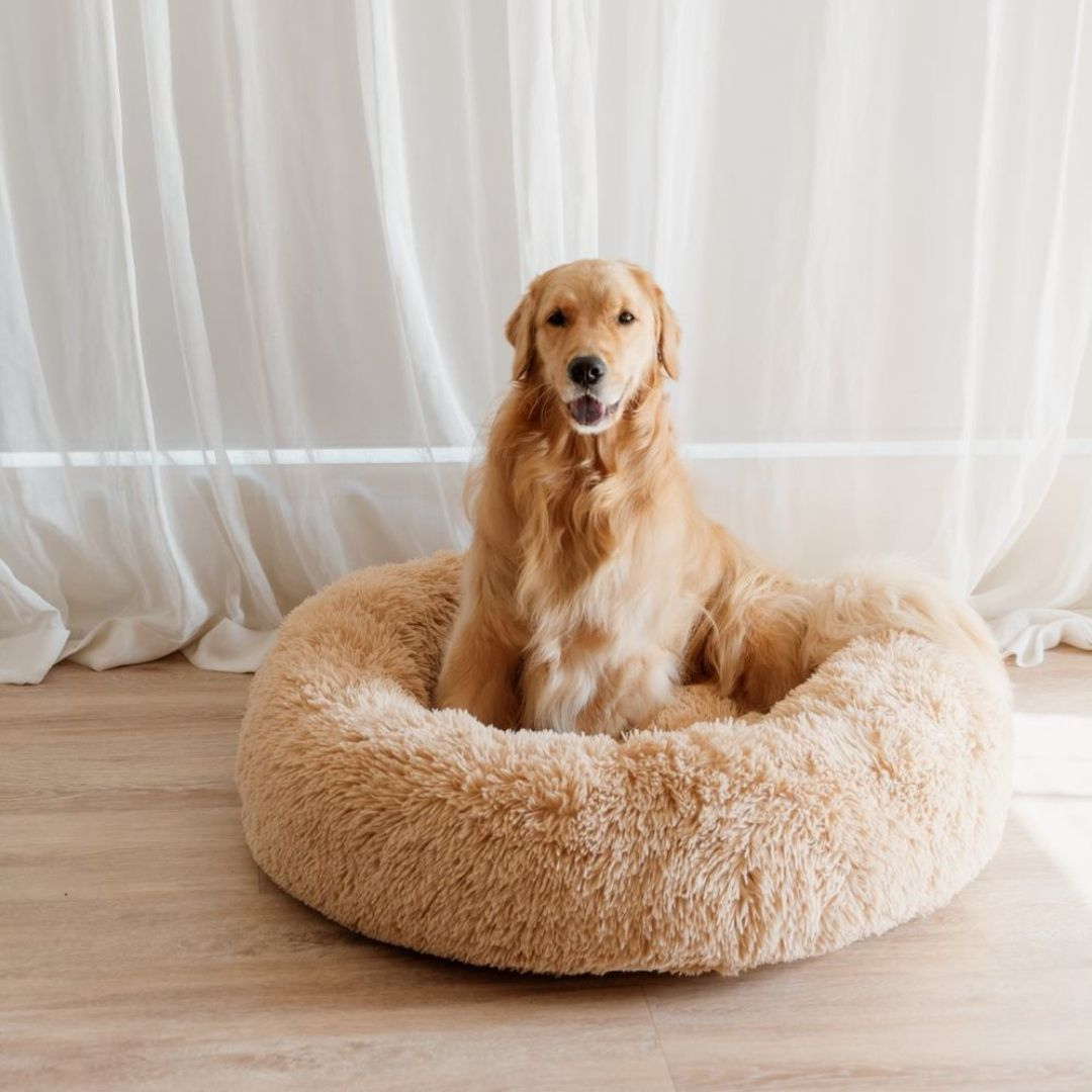 Michael | Dog Bed Extra Soft