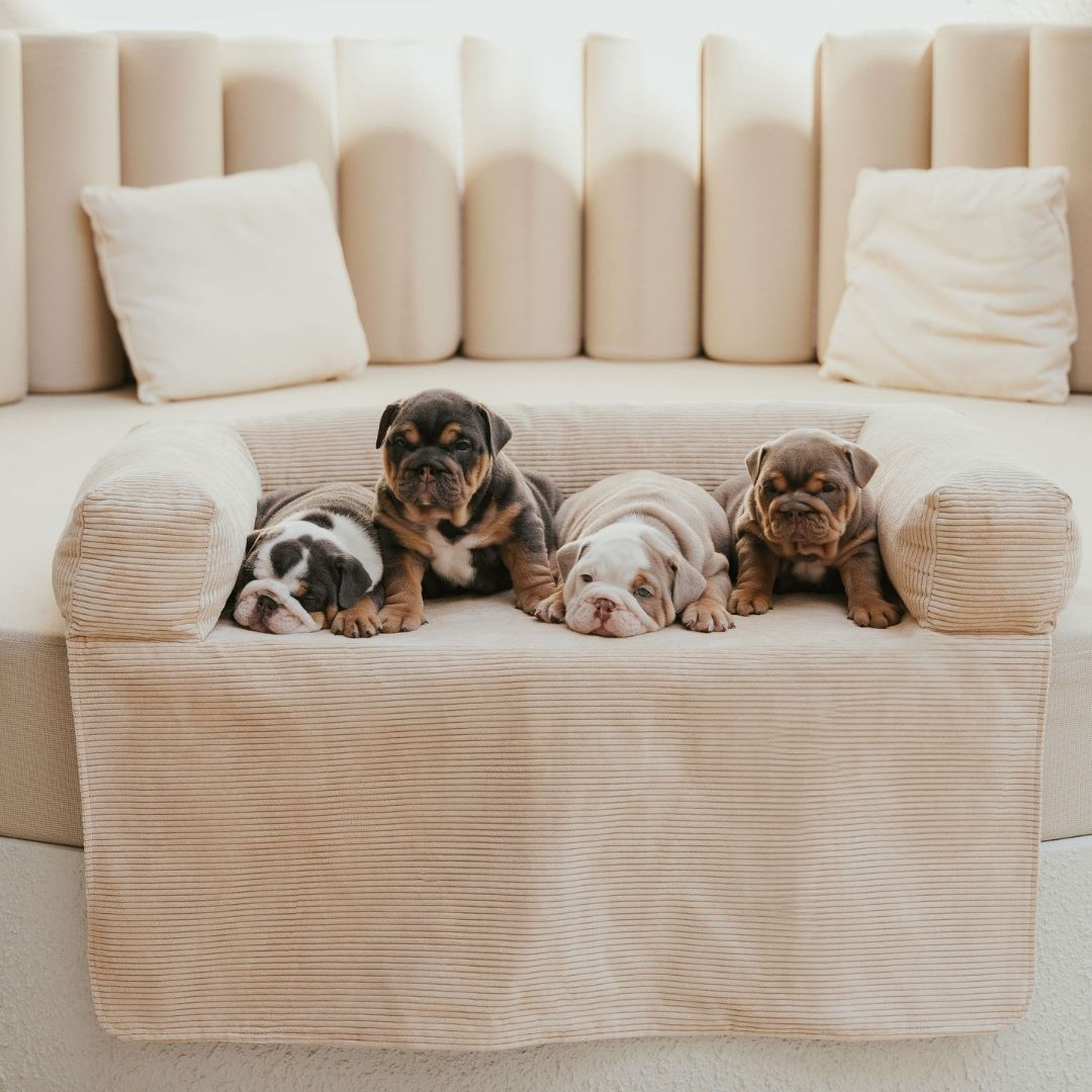 Zayne | Couch Bed For Dogs