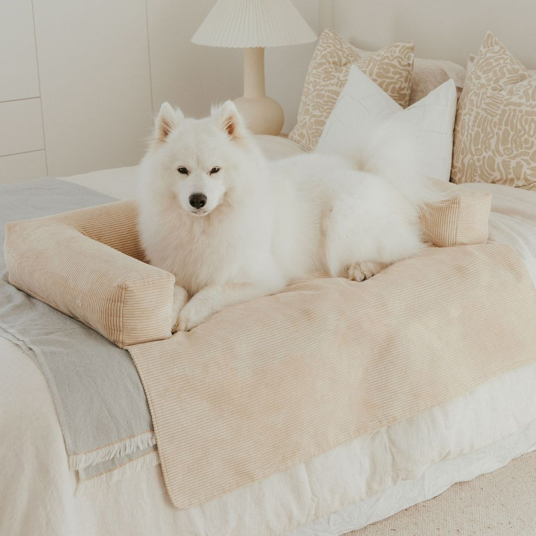 Zayne | Couch Bed For Dogs